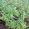 Little Trudy Catmint